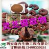 靈芝提取物/赤芝提取物/靈芝多糖30%50% 森冉生物廠家直銷