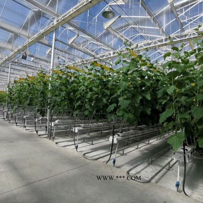貝榮玻璃大棚設計安裝 農(nóng)用連棟玻璃溫室 BR-06玻璃溫室大棚