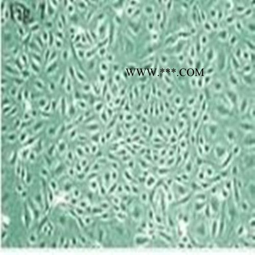 293 Cells, low passage人胚腎細(xì)胞
