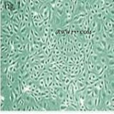 293 Cells, low passage人胚腎細(xì)胞