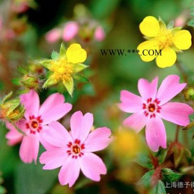 水性潤(rùn)濕分散劑X-405
