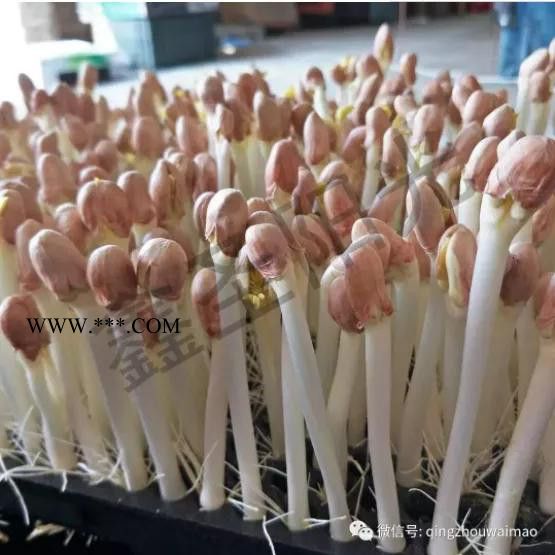 **鑫圣陽光100H全自動(dòng)珍珠巖花生芽機(jī)