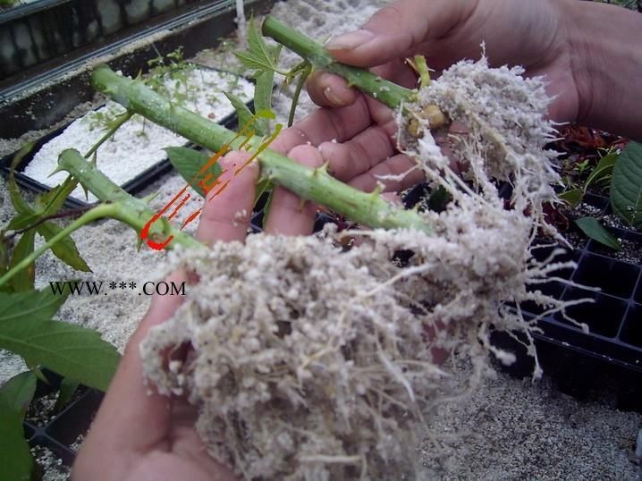 省水珍珠巖