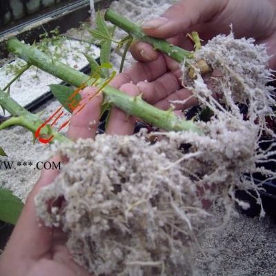 省水珍珠巖