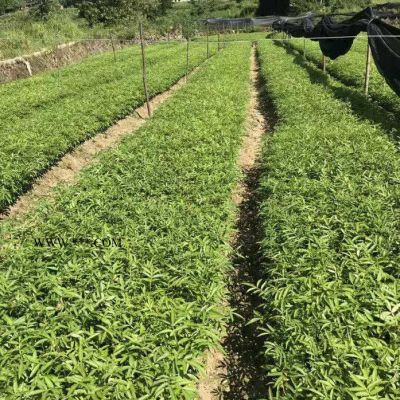石棉縣石棉縣-花椒杯苗基地批發(fā)-品種正宗-花椒小苗廠家批發(fā)