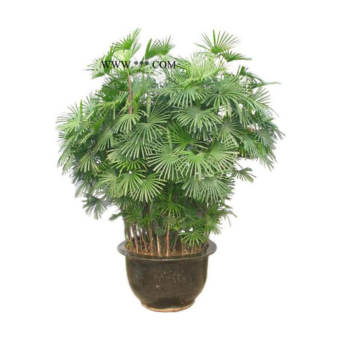 石棉縣葵百合仿真花 仿真草 假花 假草 植物墻 園林綠化養(yǎng)護(hù) 花卉、苗木 專業(yè)廠家歡迎訂購(gòu)
