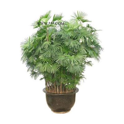 石棉縣葵百合仿真花 仿真草 假花 假草 植物墻 園林綠化養(yǎng)護(hù) 花卉、苗木 專(zhuān)業(yè)廠(chǎng)家歡迎訂購(gòu)