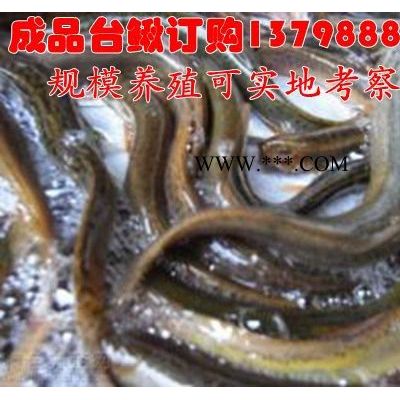 漢源縣/供應(yīng)泥鰍價(jià)格/臺(tái)灣泥鰍苗供應(yīng)/石棉縣