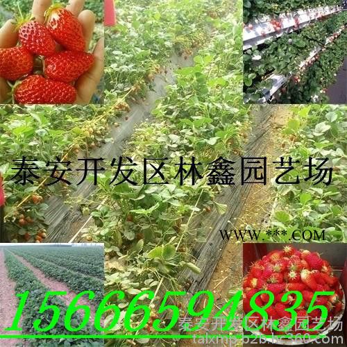 石棉縣奶油草莓苗價(jià)格