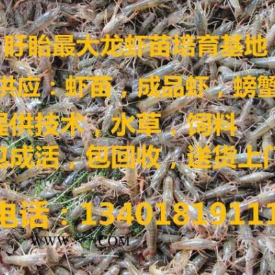 石棉縣　抱卵種蝦提供技術