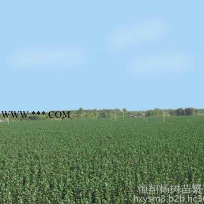 石棉縣-楊樹(shù)苗