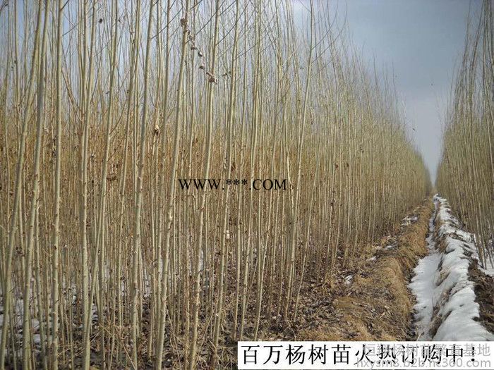 石棉縣108楊樹(shù)苗價(jià)格