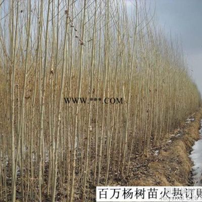 石棉縣108楊樹(shù)苗價(jià)格