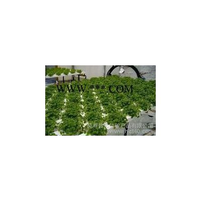供應(yīng) 1-3育苗蛭石 育苗基質(zhì)用蛭石 園林蛭石
