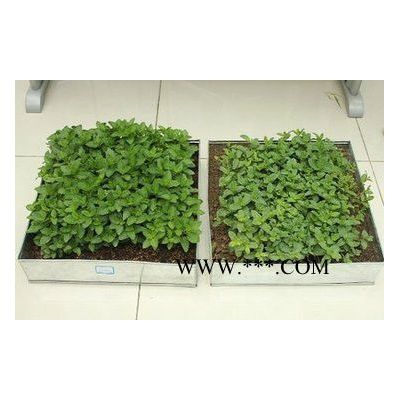 蛭石 保溫蛭石 種植蛭石 生產(chǎn)廠家