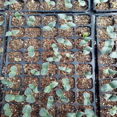 雙萬特蘭花種植改良土壤蛭石 1-3mm生根保濕蛭石