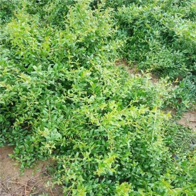 突尼斯軟籽石榴苗批發(fā)，紅瑪瑙石榴苗基地，保證成活率，價(jià)格低廉