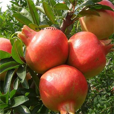 基地供應(yīng)紅瑪瑙石榴苗 大青皮石榴苗