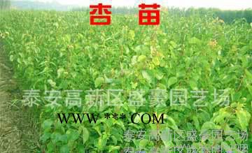 瑪瑙紅櫻桃苗價格