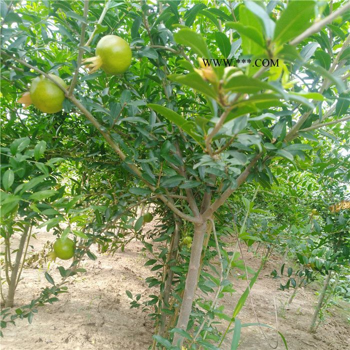 紅瑪瑙石榴苗 突尼斯軟籽石榴苗   品種齊全