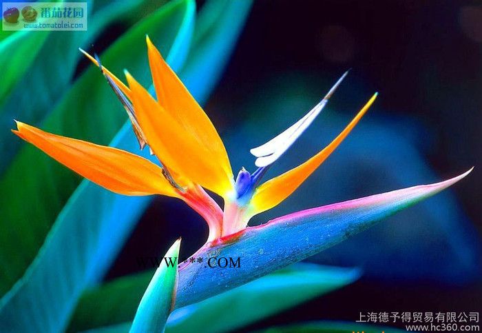 PE附著力促進劑EPM-622